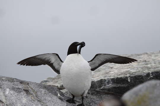 Image of Lesser auk