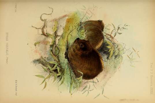 Image of Tree hyrax