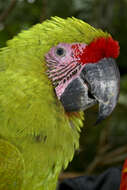 Image of macaws