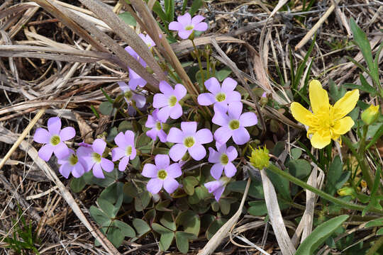 Imagem de Oxalis violacea L.