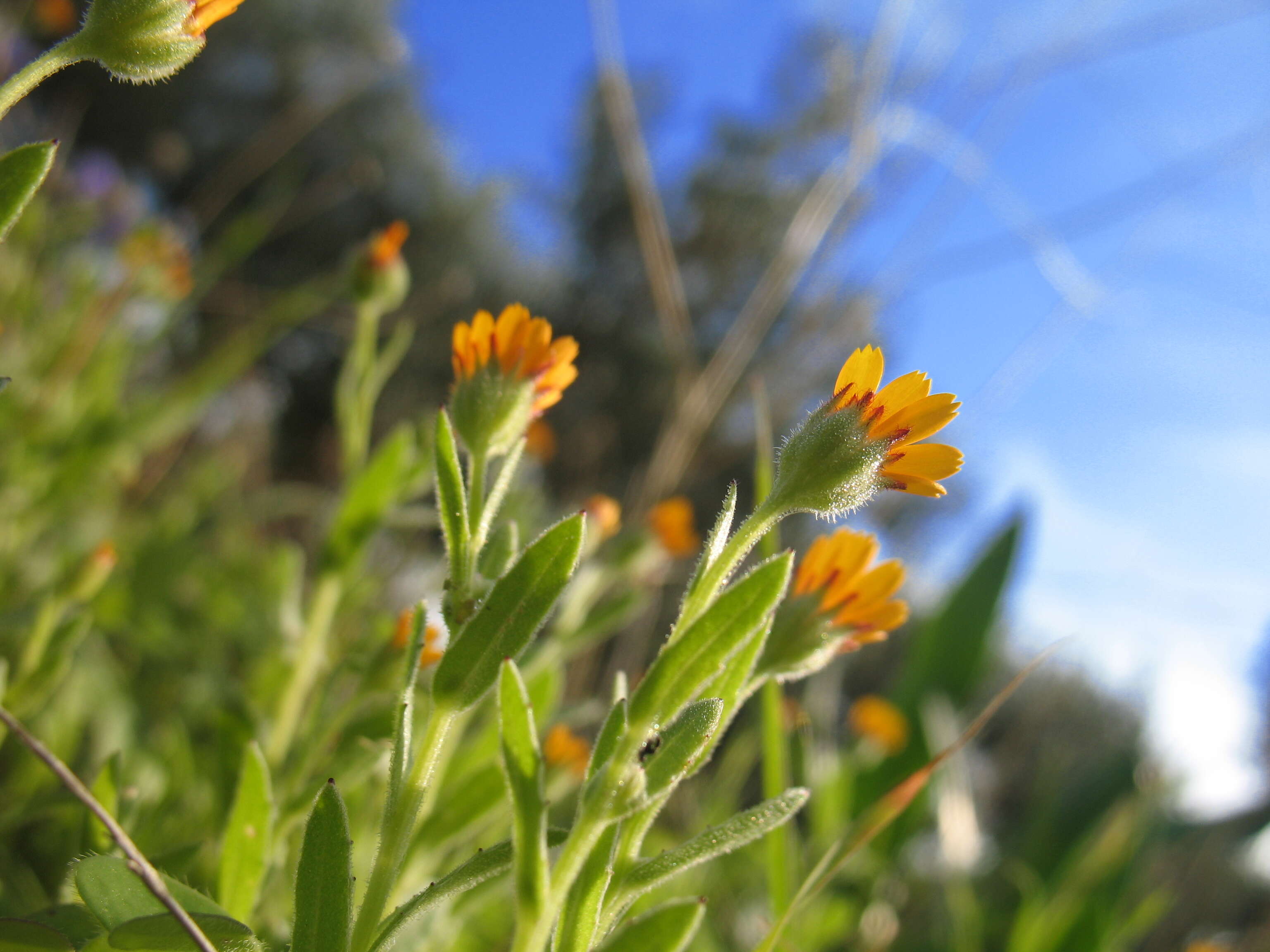 Image of marigold