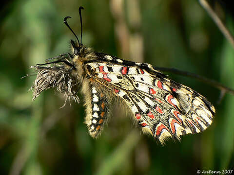 Image of Zerynthia rumina (Linnaeus 1758)