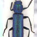 Image of Psilothrix viridicoerulea