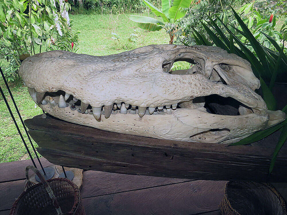 Image of Crocodilians