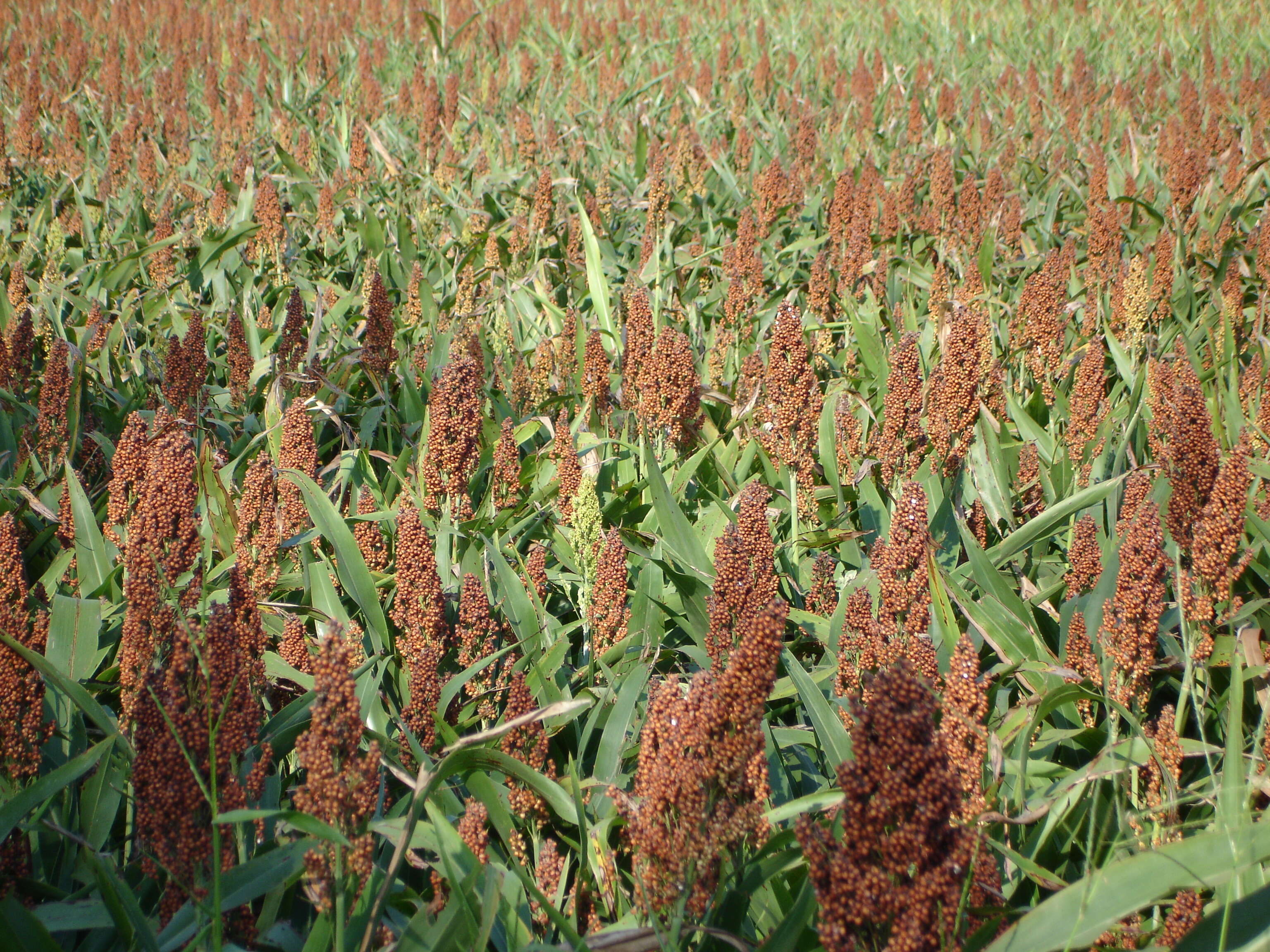 Image of sorghum