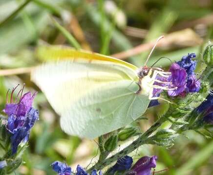 Image of Brimstones