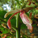 Image de Alpinia galanga (L.) Willd.