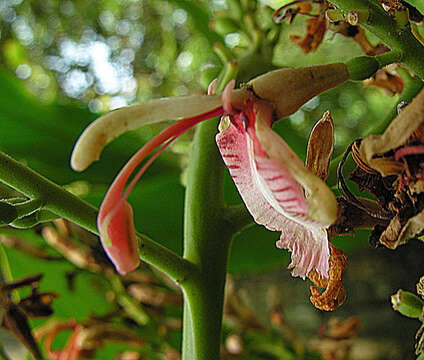 Image of Alpinia