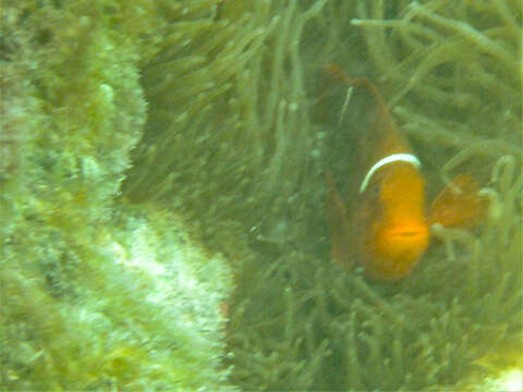 Image of Amphiprion