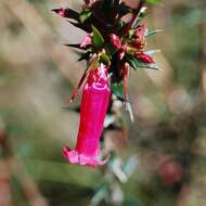 Plancia ëd Epacris impressa Labill.