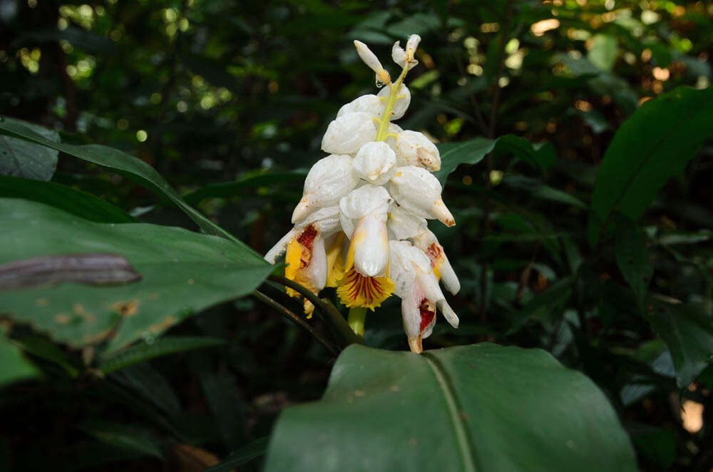 Imagem de Alpinia latilabris Ridl.