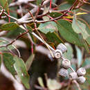 Imagem de Eucalyptus cosmophylla F. Müll.
