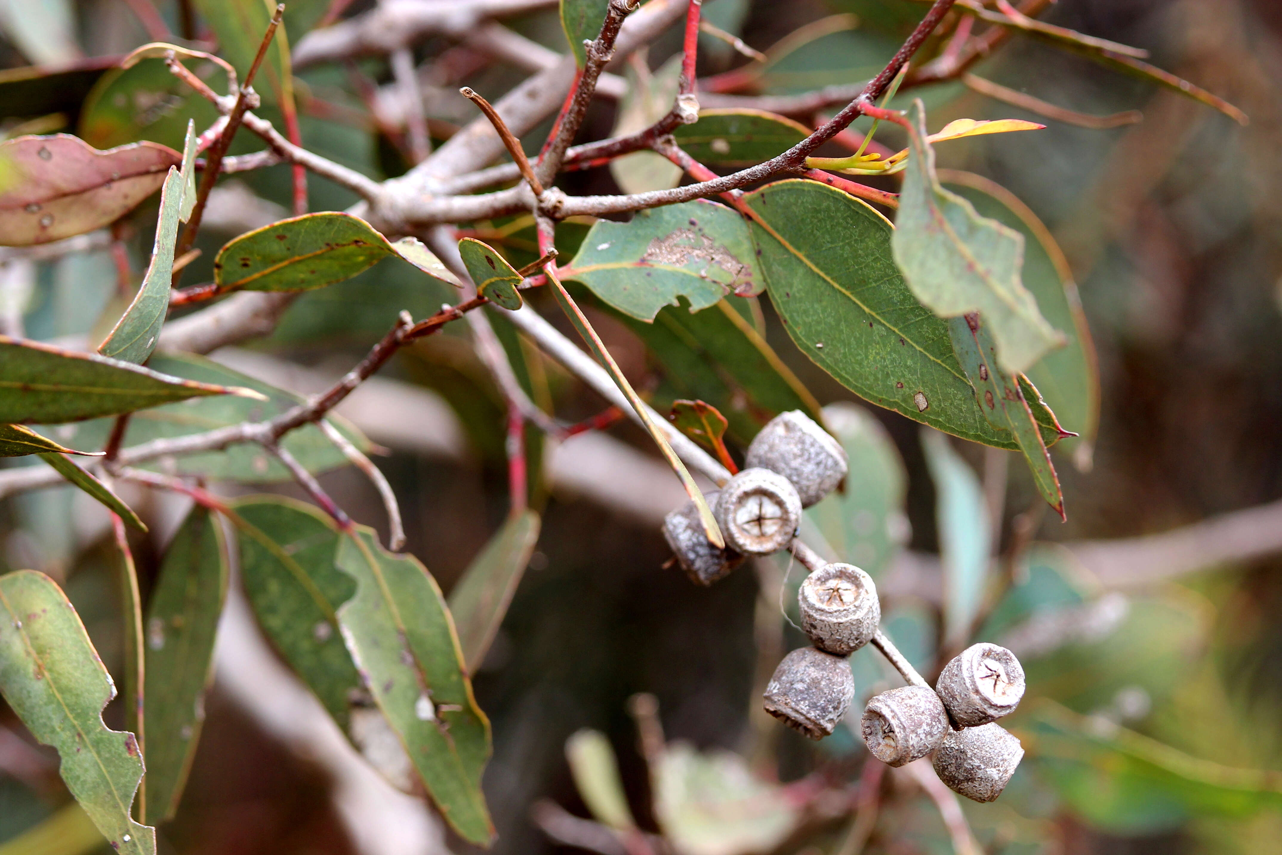 Image of Cup Gum