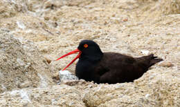 Image of oystercatchers