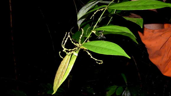 Image of Gymnanthes glabrata (Mart.) Govaerts