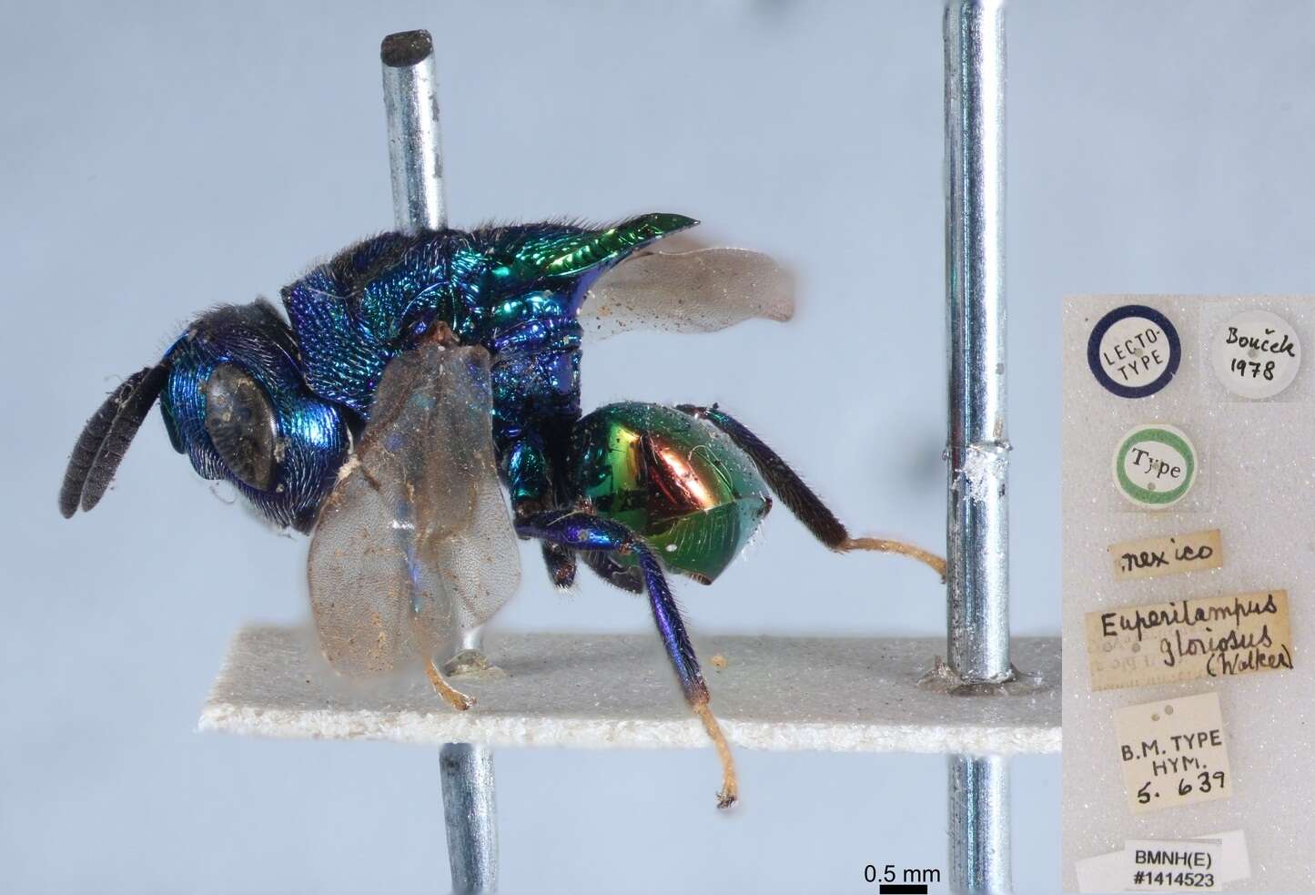 Image of perilampid wasps