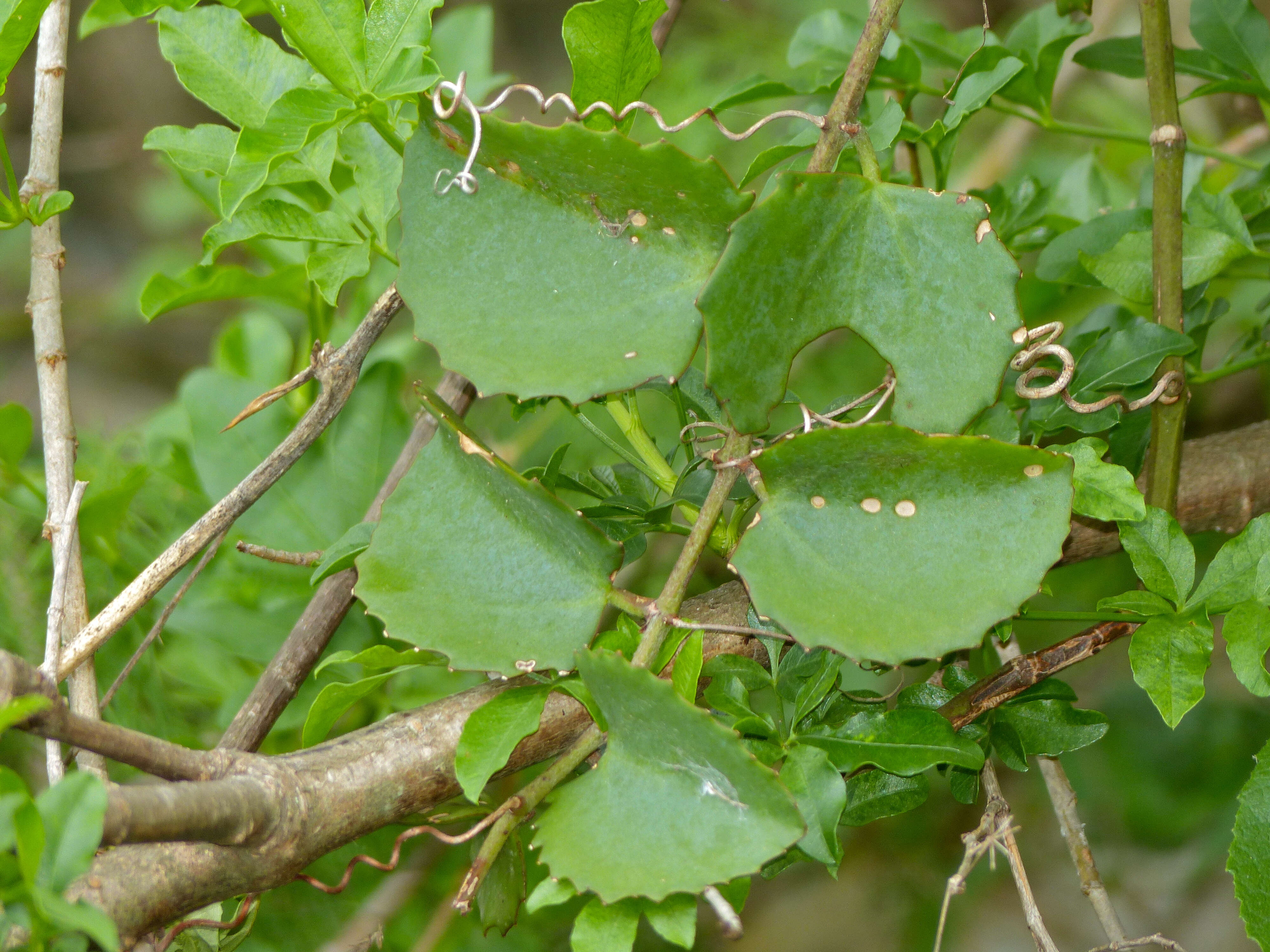 Image of Venezuelan treebine