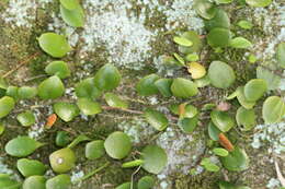 Image of tongue fern