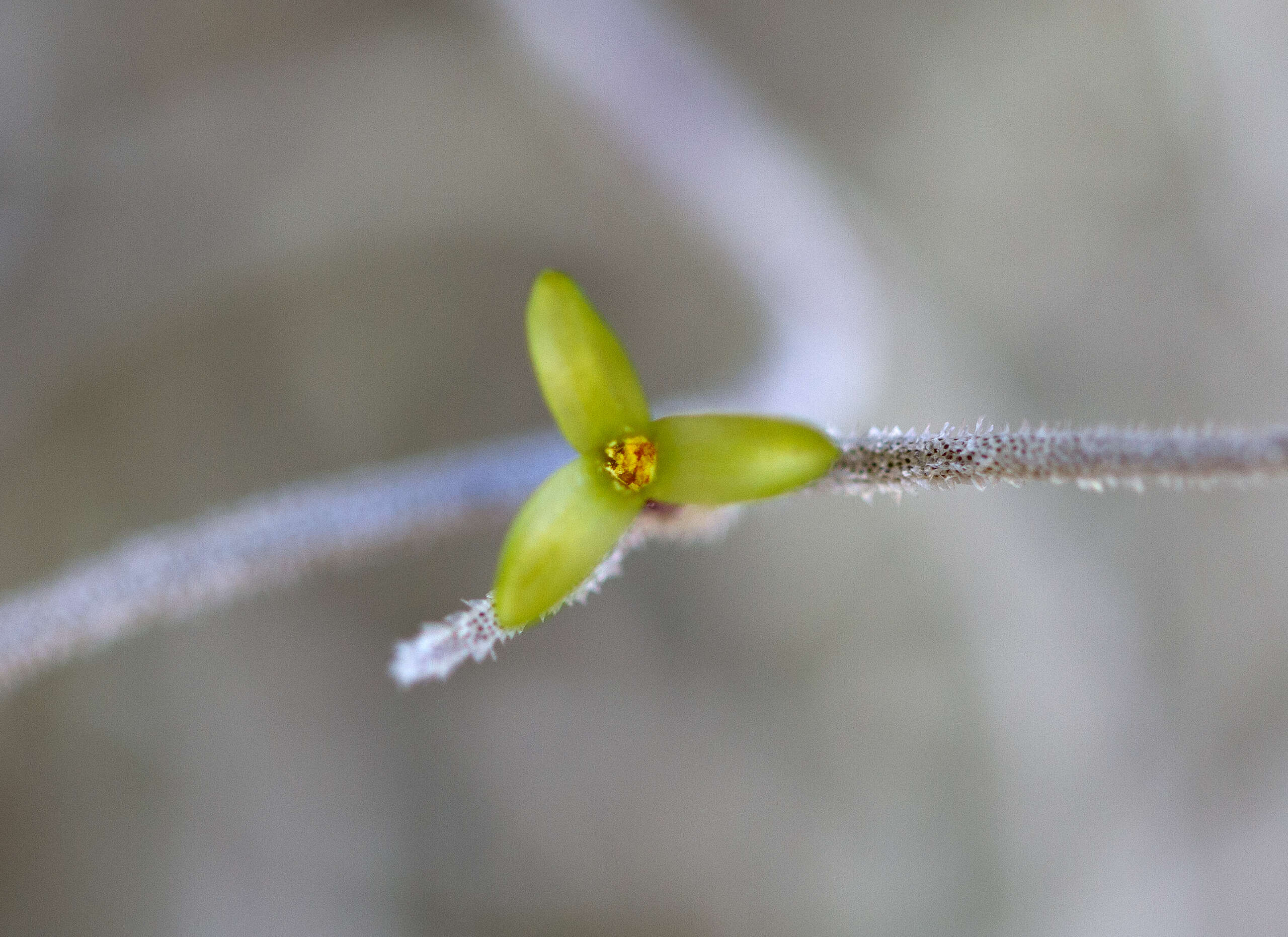 Sivun Tillandsia usneoides (L.) L. kuva