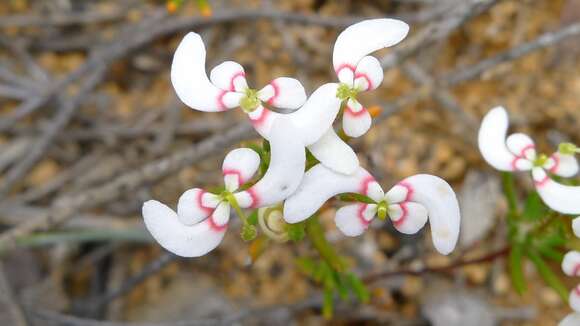 Image of Stylidium breviscapum R. Br.