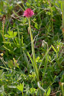 Image of Gymnadenia bicolor (W. Foelsche) W. Foelsche & O. Gerbaud