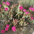 Image of beavertail pricklypear