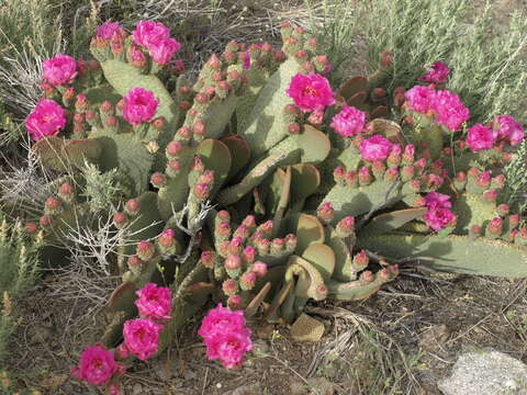 صورة Opuntia basilaris var. basilaris