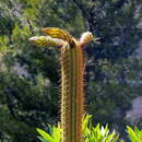 Image of <i>Echinopsis spachiana</i>