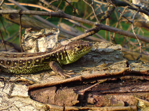 Image of Sand Lizard