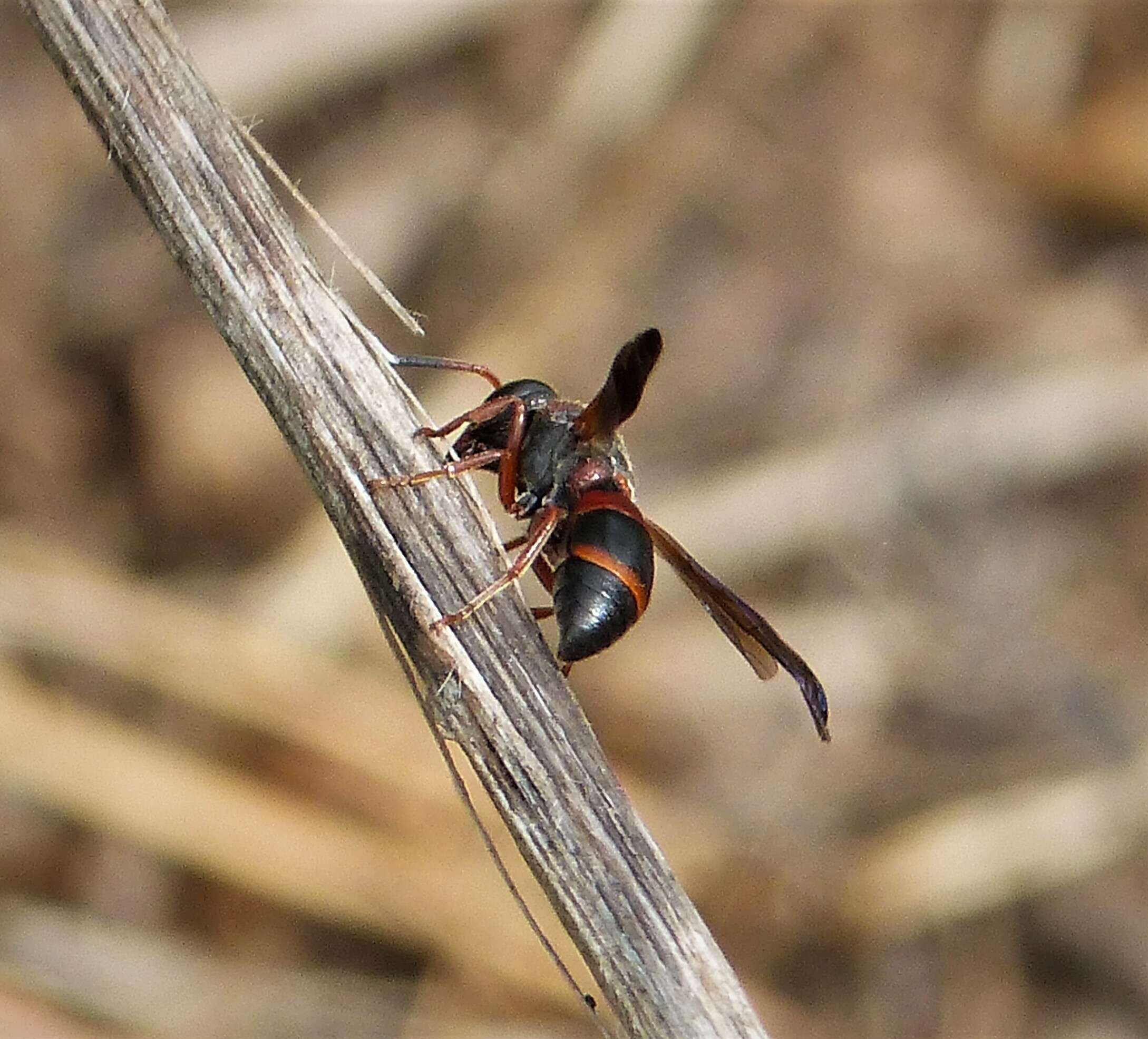 Image of Red-marked Pachodynerus