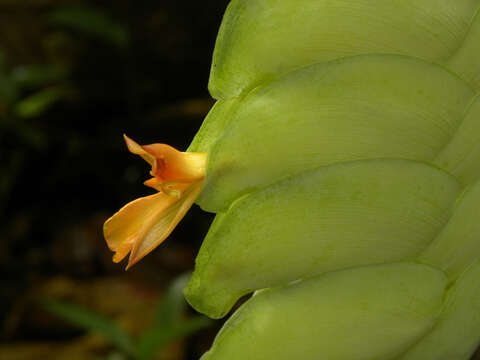 Image of Calathea platystachya Standl. & L. O. Williams