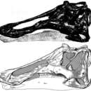 Image of Prosaurolophus maximus Brown 1916