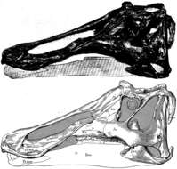 Image of Prosaurolophus Brown 1916