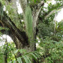 Image of Mistletoe Cactus