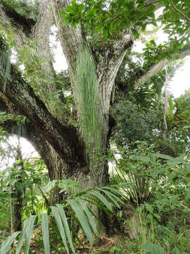 Image of mistletoe cacti