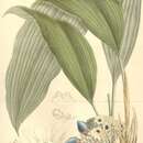 Imagem de Peliosanthes teta subsp. humilis (Andrews) Jessop ex Gandhi