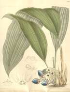 Image of Peliosanthes teta Andrews