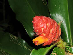 Image of Costus ricus Maas & H. Maas