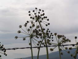 Lomatium multifidum (Nutt.) R. P. Mc Neill & Darrach resmi