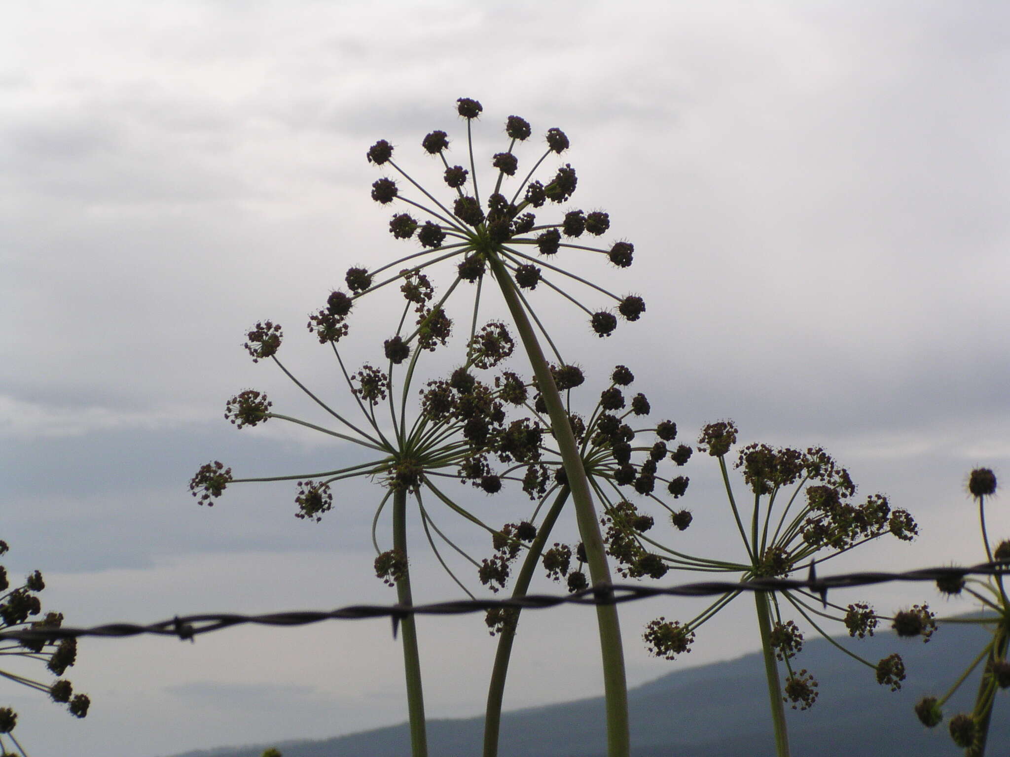 Imagem de Lomatium multifidum (Nutt.) R. P. Mc Neill & Darrach