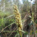 Image of Carex appressa R. Br.