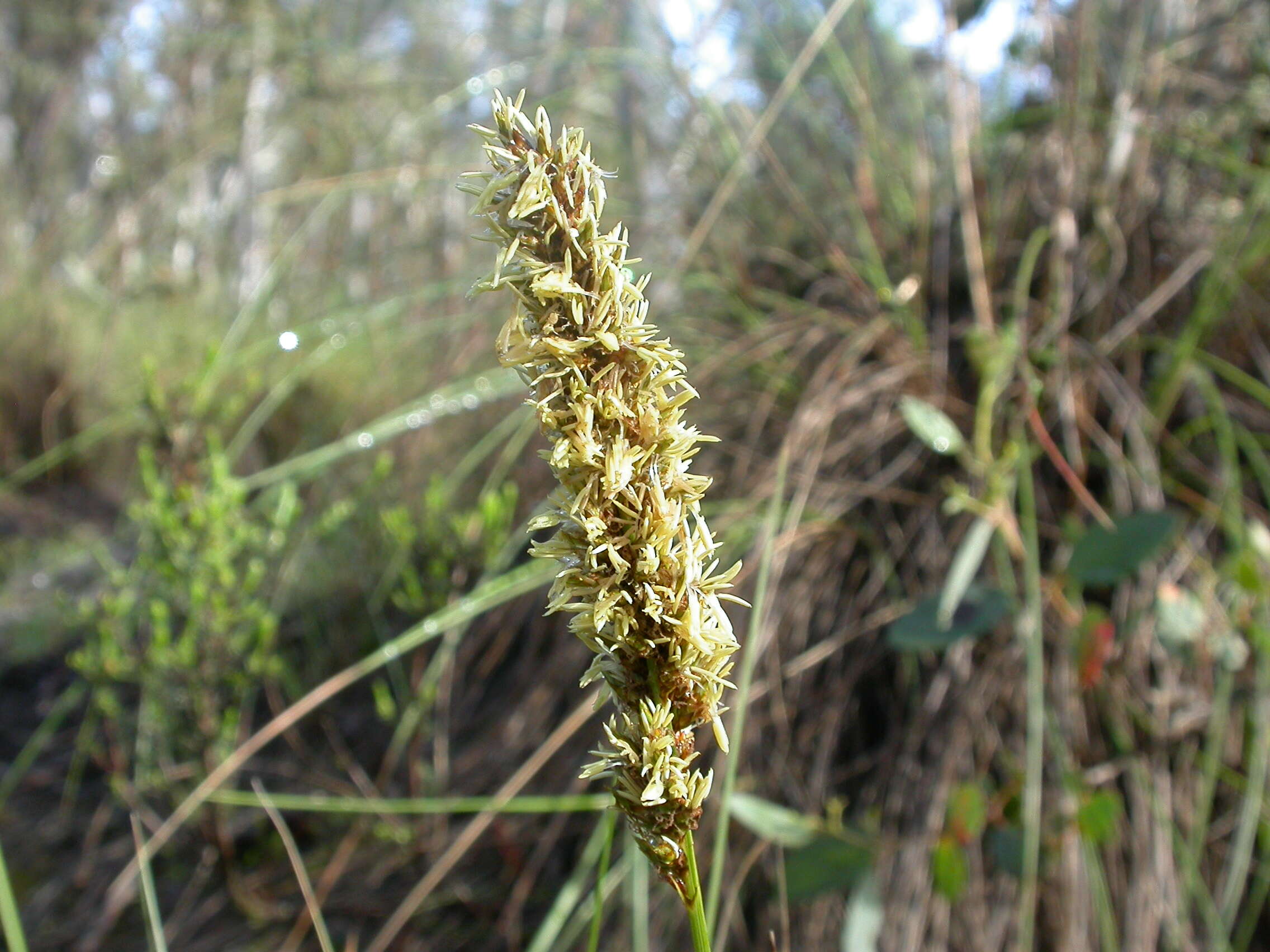 Image of Carex appressa R. Br.