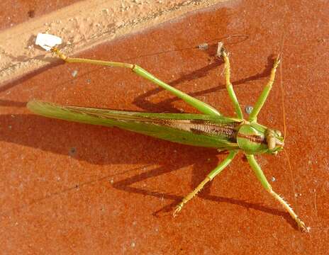 Image of katydid