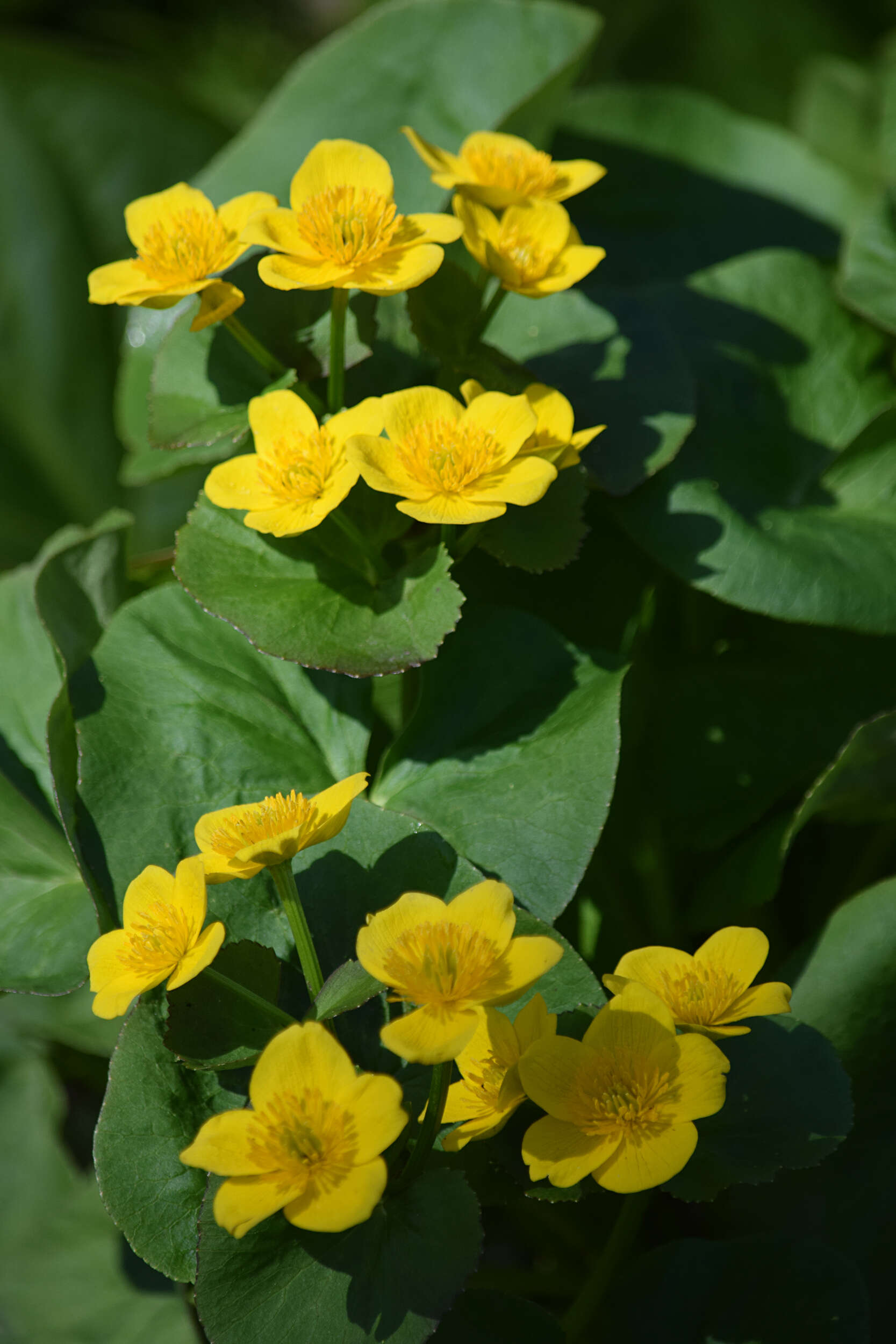 Image of marsh marigold