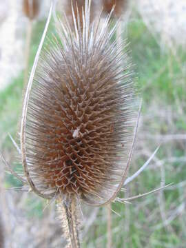 Image of Dipsacus fullonum subsp. fullonum