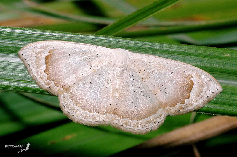 Слика од Somatina rosacea anaemica Prout 1914