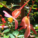 Image of fuchsia begonia