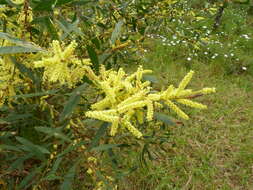 Image of Acacia longifolia subsp. sophorae (Labill.) Court