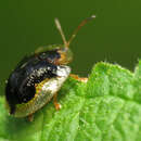 Image of Mottled Tortoise Beetle