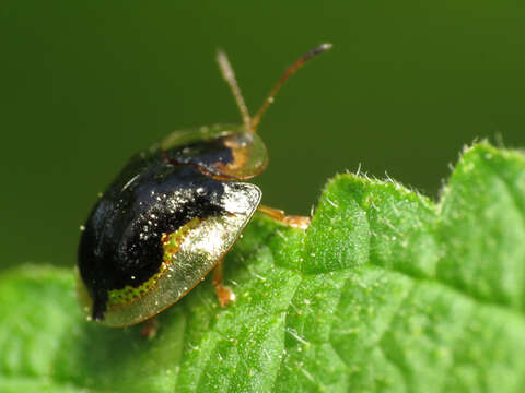 Image of Mottled Tortoise Beetle